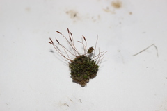 Tortula muralis