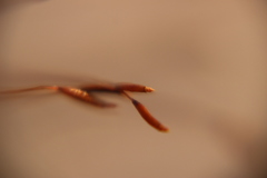 Tortula muralis
