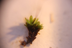 Tortula muralis