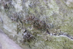 Tortula muralis