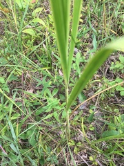 Sporobolus michauxianus