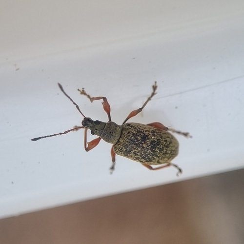Knoppensnuittor, 1791 LM Den Burg, Nederland, photo 6 of 10