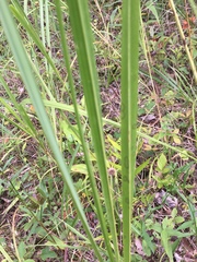 Sporobolus michauxianus