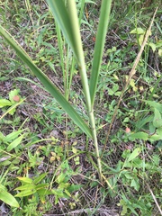 Sporobolus michauxianus