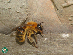 Ptiloglossa pretiosa