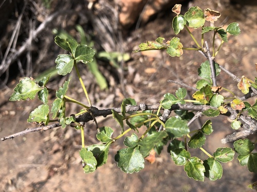 Commiphora schimperi