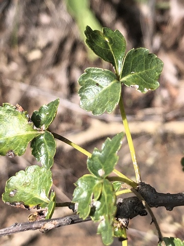 Commiphora schimperi