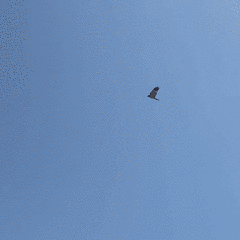 Malagasy Marsh Harrier photo 5