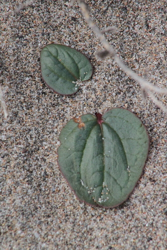 Image of Rheum tataricum by (c) Maxim Shashkov, some rights reserved (CC BY)