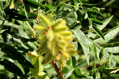 Glycyrrhiza