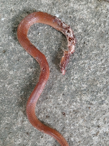 Jamaican Red Groundsnake