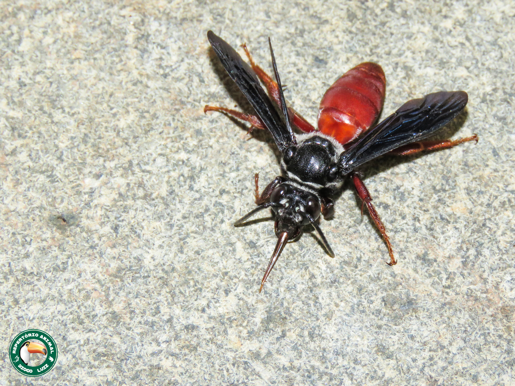 Rhathymus bicolor