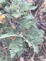 Chamaebatia foliolosa