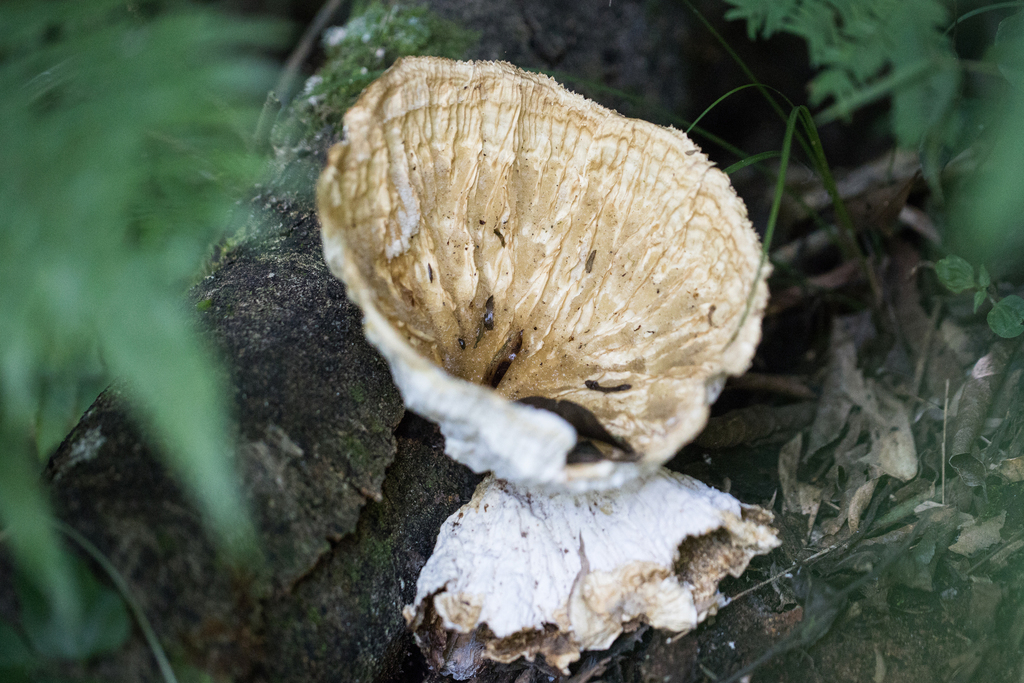 Cymatoderma caperatum · May 2025 · photo: © ftsautter (iNaturalist, cc0)