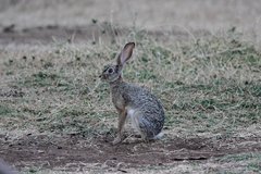 Lepus capensis