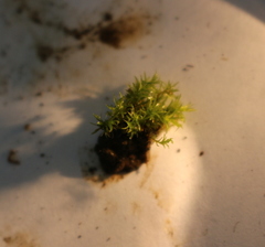 Bryopsida