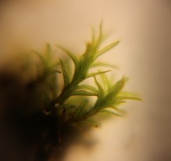 Bryopsida