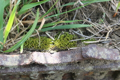Bryopsida