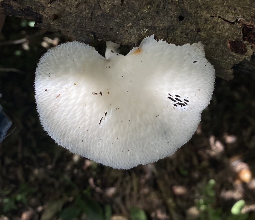 Favolus reniformis · April 2025 · photo: © raquel_mondino (iNaturalist, cc-by)