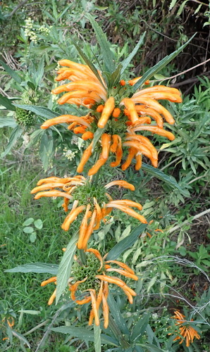 Image of Lion's Ear (Leonotis leonurus) by (c) Nicola van Berkel, some rights reserved (CC BY-SA)