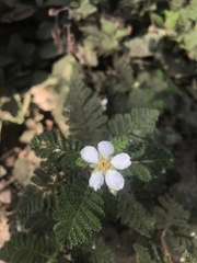 Chamaebatia foliolosa