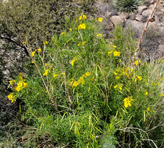 Tecoma stans angustata