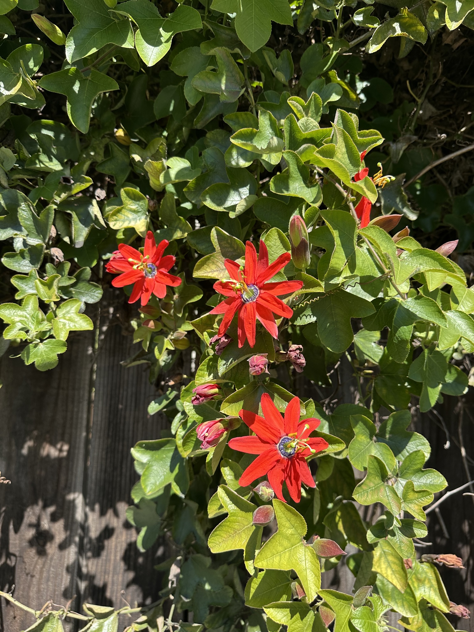 Imagem de Maracujá-vermelho