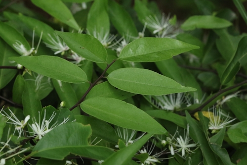 Image of Capparis Acutifolia (Capparis acutifolia) by no rights reserved