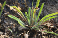 Plantago erecta