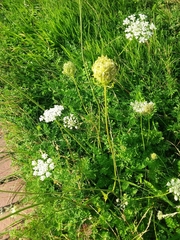 Daucus carota