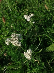 Achillea millefolium