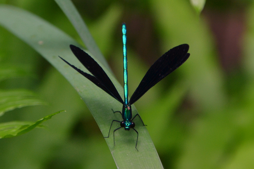 Ebony Jewelwing photographed in Mississippi