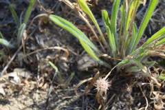 Plantago erecta