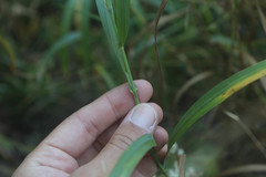 Bromus latiglumis