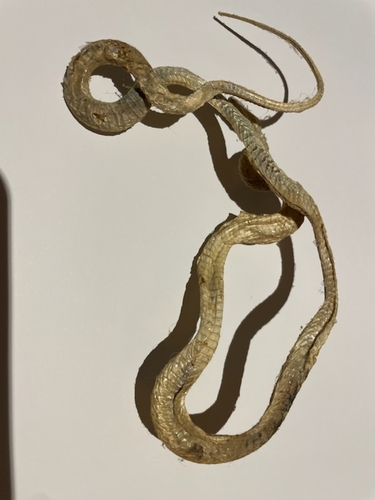 Forskal Sand Snake