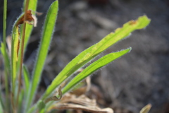 Plantago erecta