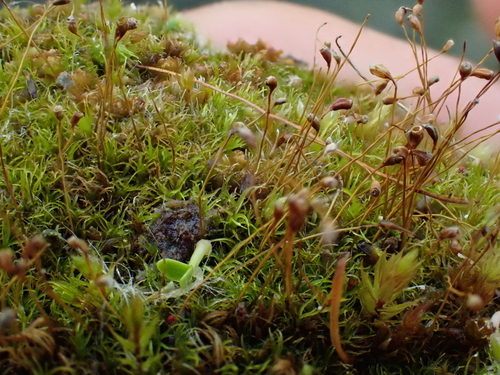 Dicranella cerviculata observed 2025-04-27