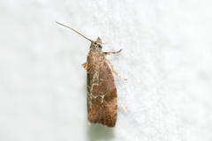 Evora hemidesma