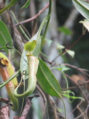 Nepenthes maxima