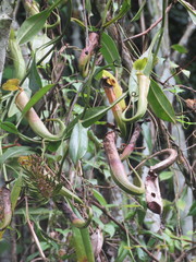 Nepenthes maxima