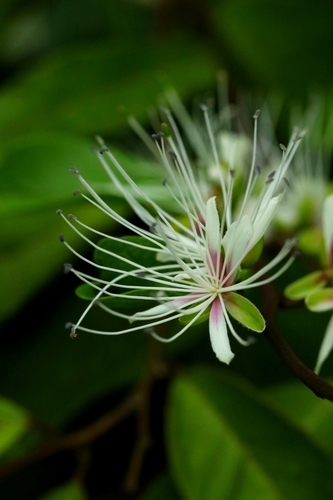 Capparis acutifolia (Capparis acutifolia)