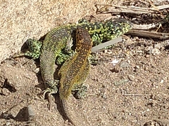 Liolaemus zapallarensis