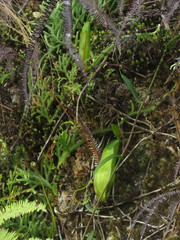 Nepenthes tentaculata