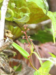 Nepenthes tentaculata