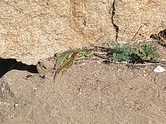 Liolaemus zapallarensis