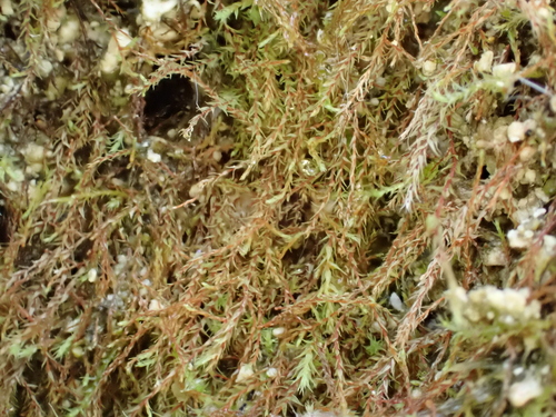 Philonotis capillaris observed 2025-04-27