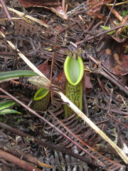Nepenthes tentaculata