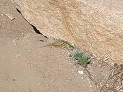 Liolaemus zapallarensis