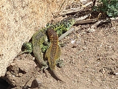 Liolaemus zapallarensis