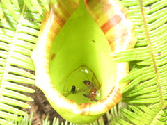 Nepenthes maxima